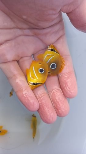 チョウチョウウオの釣果