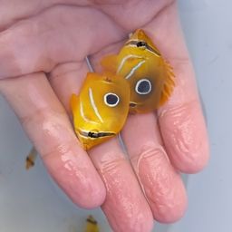 チョウチョウウオ