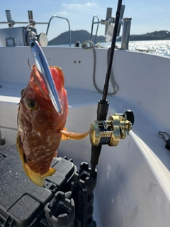 アコウの釣果