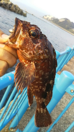 カサゴの釣果