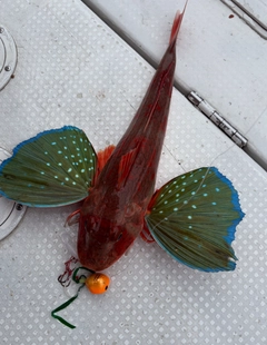 ホウボウの釣果