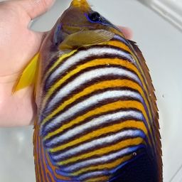 チョウチョウウオ