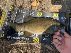 スモールマウスバスの釣果