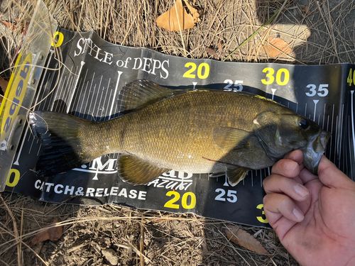 スモールマウスバスの釣果
