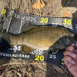 スモールマウスバス