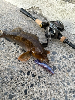 アイナメの釣果