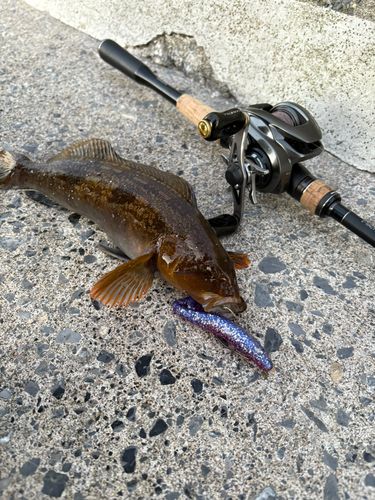 アイナメの釣果