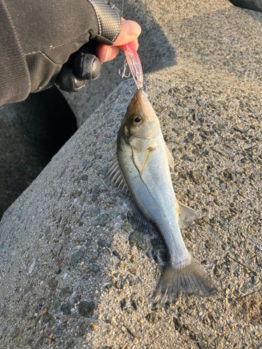 セイゴ（ヒラスズキ）の釣果