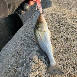 セイゴ（ヒラスズキ）