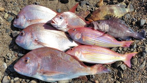 アオハタの釣果