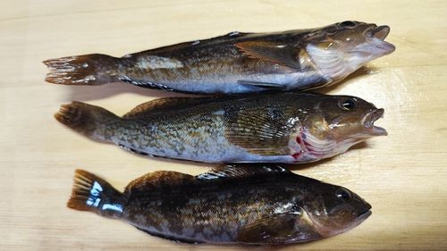 アイナメの釣果