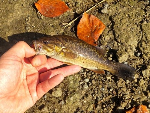 スモールマウスバスの釣果