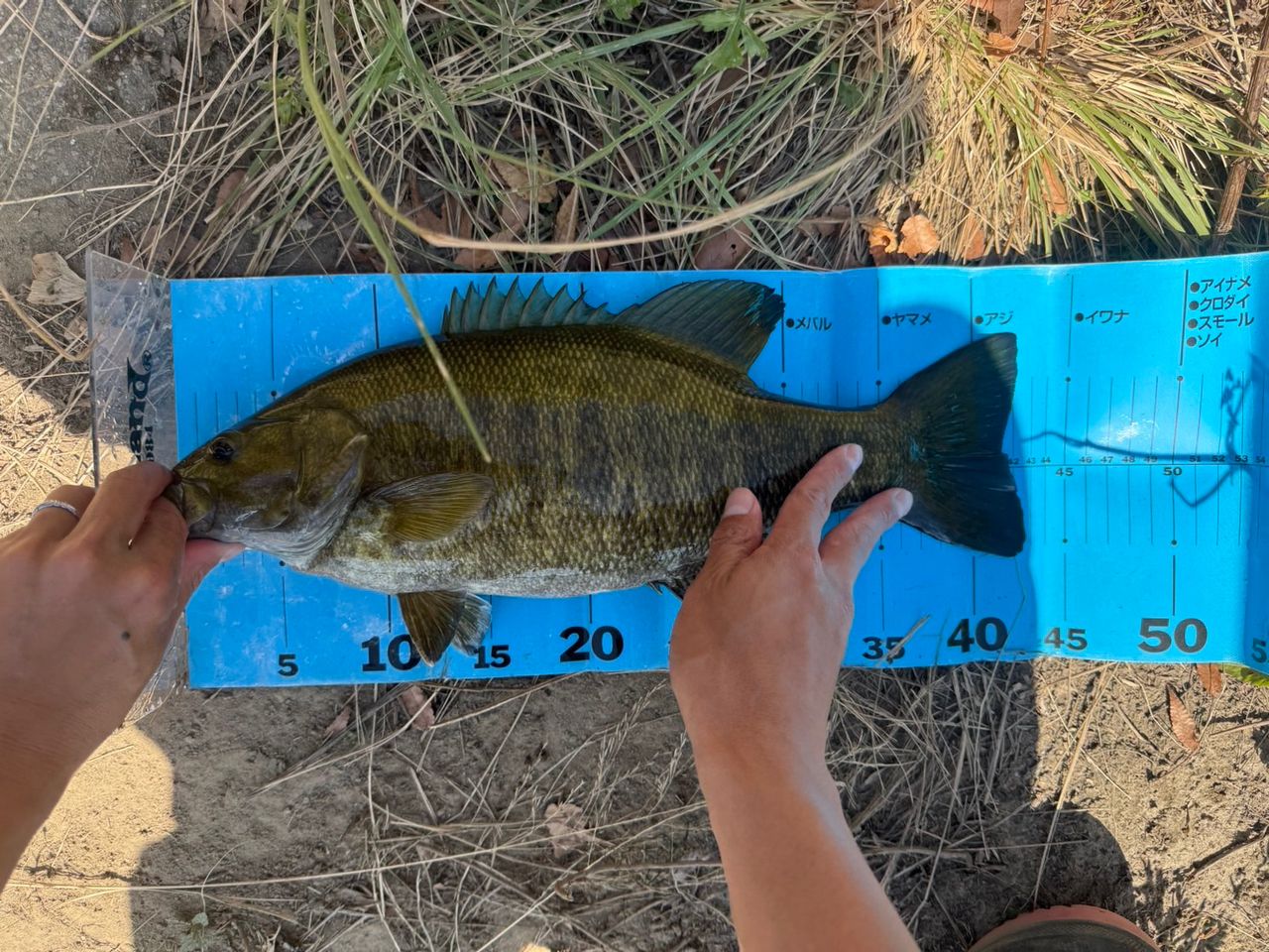 スモールマウスバス