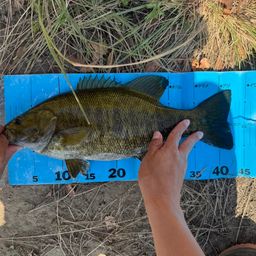 スモールマウスバス