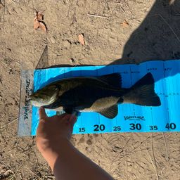 スモールマウスバス