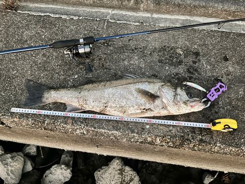 シーバスの釣果