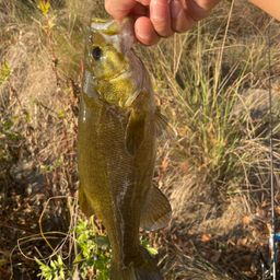 スモールマウスバス