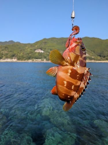 アカハタの釣果