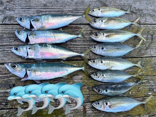 アジの釣果