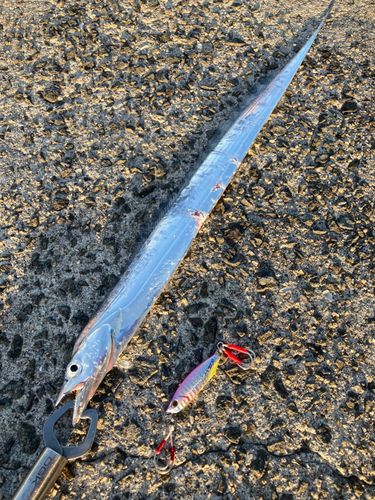 タチウオの釣果