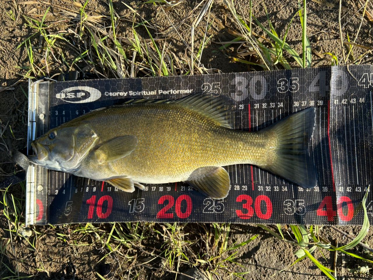 スモールマウスバス