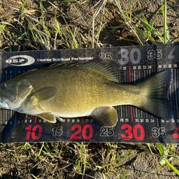 スモールマウスバス