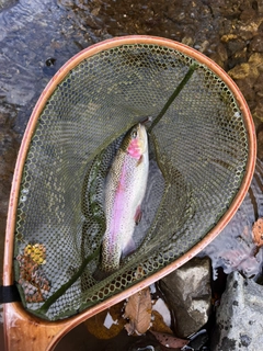 ニジマスの釣果