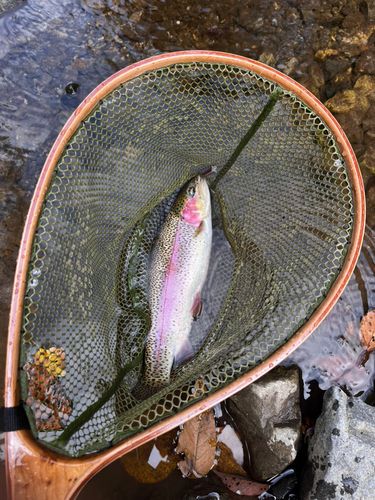 ニジマスの釣果