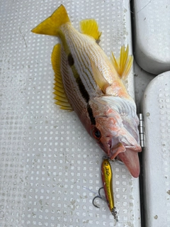 ヨコスジフエダイの釣果