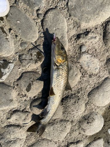 多摩川野川合流