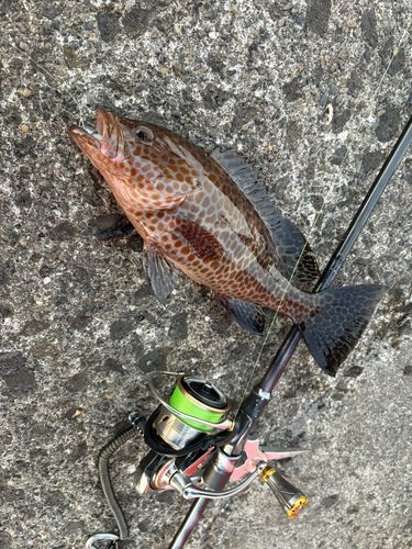 オオモンハタの釣果