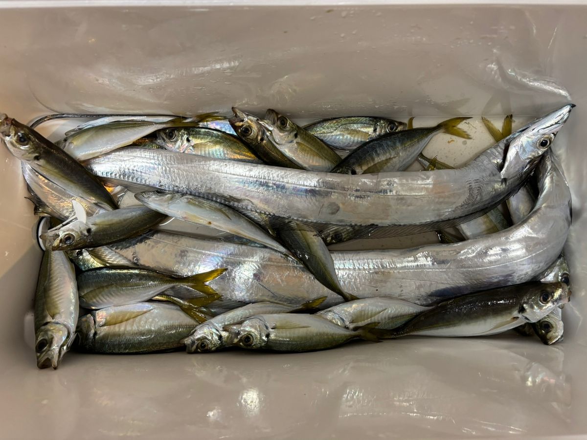 ステルスさんの釣果 1枚目の画像