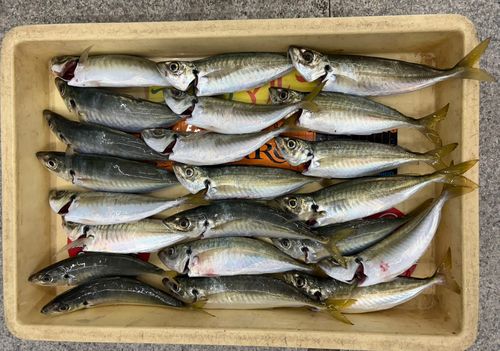 アジの釣果