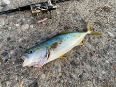 コゾクラの釣果