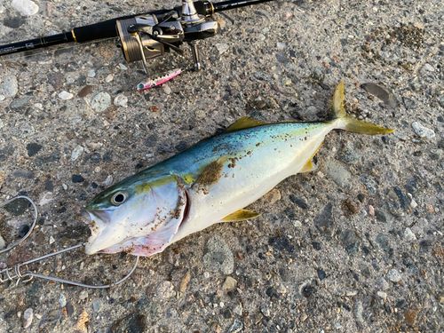 コゾクラの釣果