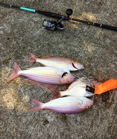 イトヨリダイの釣果