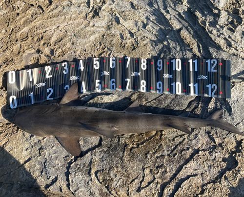 ドチザメの釣果