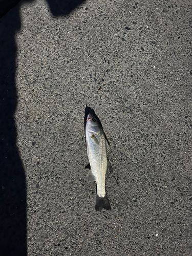 セイゴ（マルスズキ）の釣果