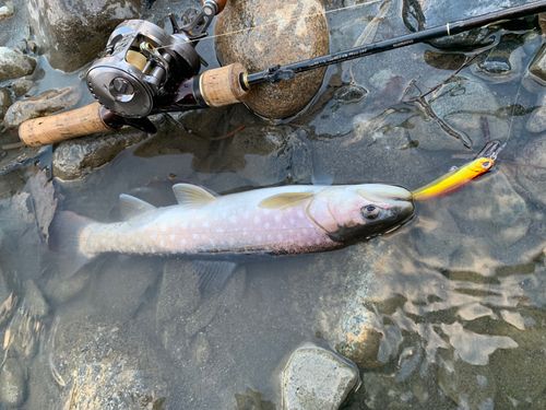 アメマスの釣果