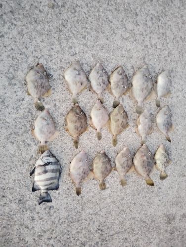 カワハギの釣果