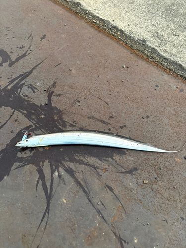 タチウオの釣果