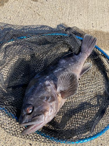 クロソイの釣果