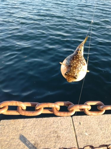 クサフグの釣果