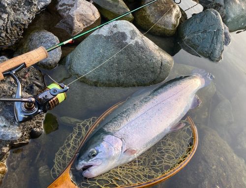 ニジマスの釣果