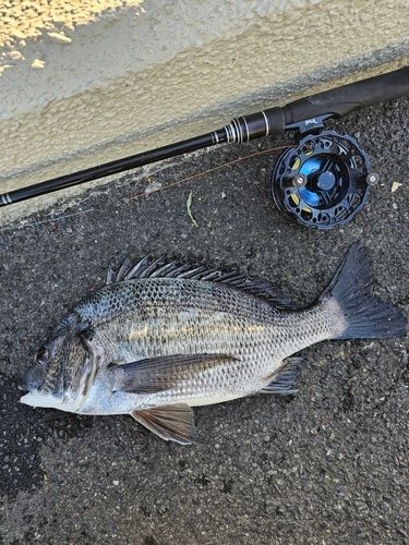 クロダイの釣果