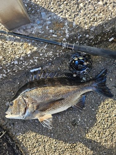 クロダイの釣果