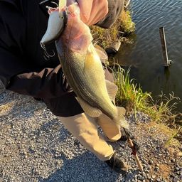 ラージマウスバス