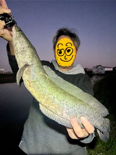 ライギョの釣果