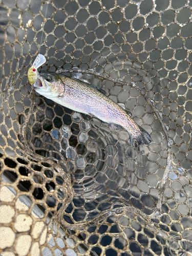 ニジマスの釣果