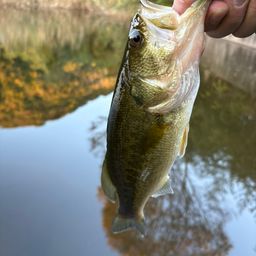 ラージマウスバス